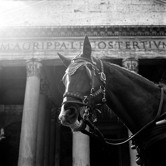 horse & pantheon