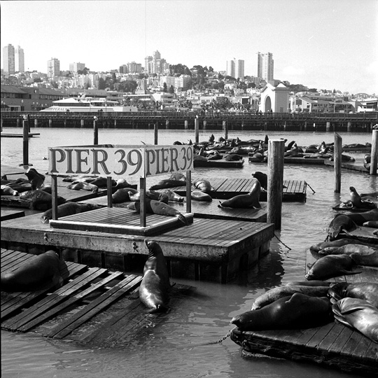 city & sea lions